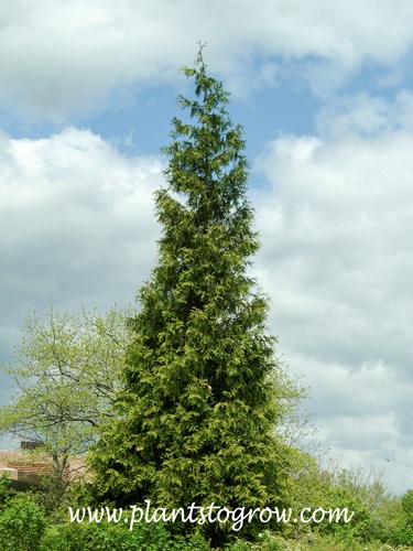 'Green Giant' Arborvitae (Thuja)